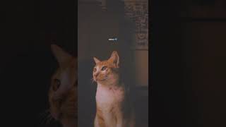 Download lagu story wa kucing sad 😭❤️ mp3 Download lagu story wa kucing sad 😭❤️ mp3