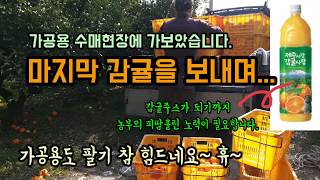 가공용감귤 수매 현장을가다/감귤주스가 되기까지 농부의 피땀흘린 노력이 필요합니다.