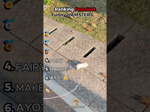 Ranking the Funniest Hamster Moments #shorts #hamster #funny