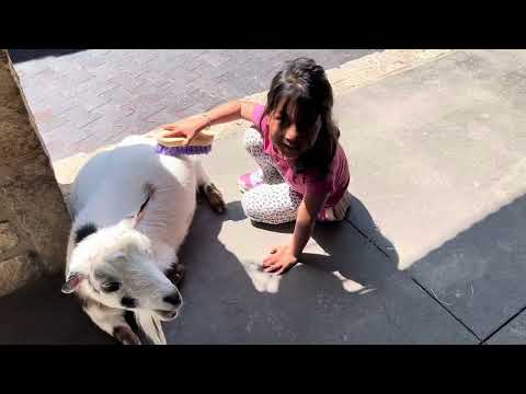 Ashvika meets her furry friend! 🐐🪥 Brushing a goat and stealing hearts at the zoo!!
