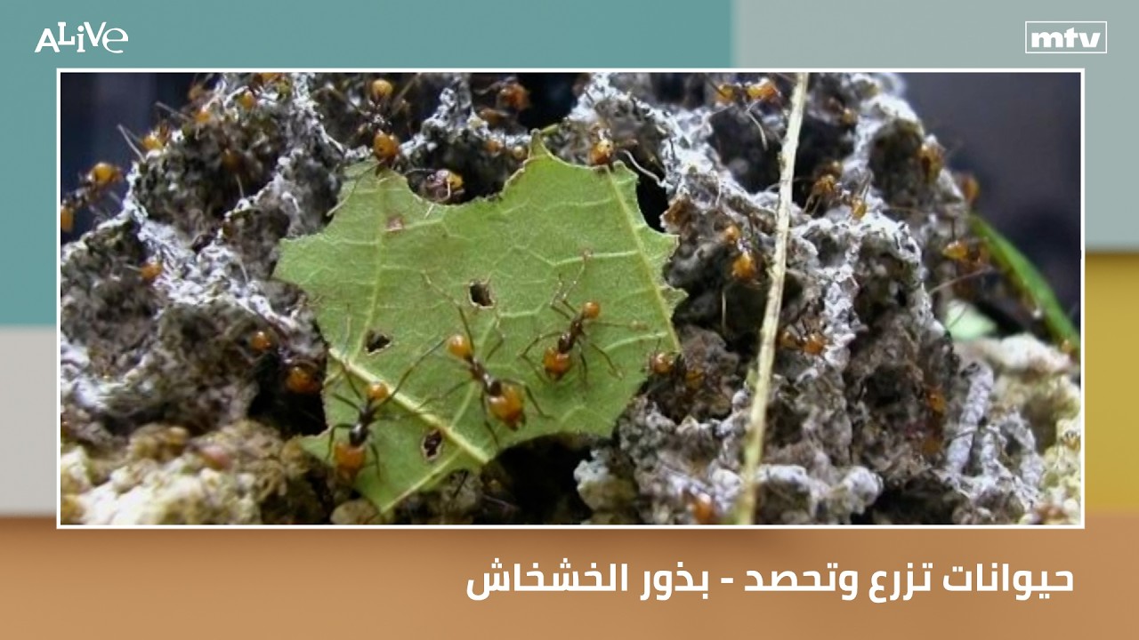 حيوانات تزرع وتحصد - بذور الخشخاش
