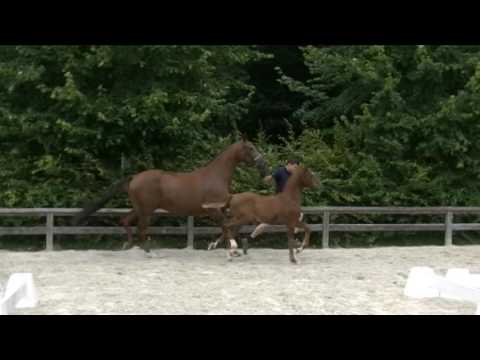 hengsten veulen by Vitalis x Quarterline x Don Bosco