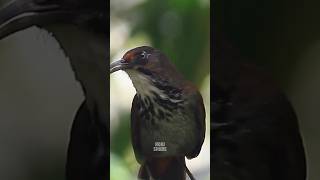 Download lagu Percaya nggak? Burung langka ini bisa tiru suara cucak rawa! mp3