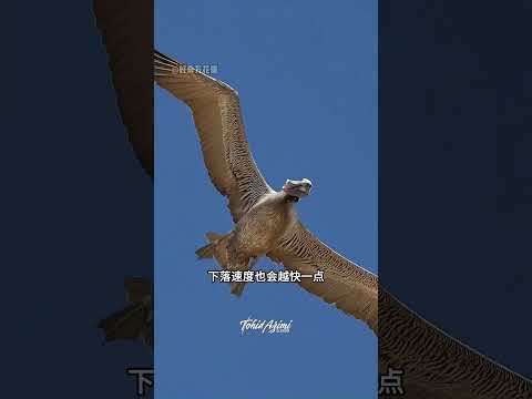 What Limits a Bird's Flight Altitude? #ScienceFacts #Birds #AmazingAnimals #LearnSomethingNew