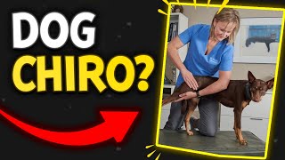 Our Thoughts On Animal Chiropractors | The Veterinary Roundtable - EP81