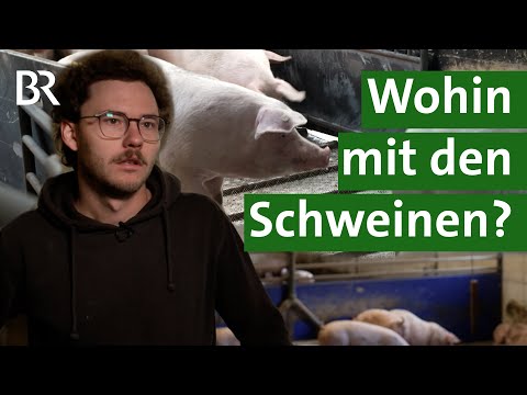 Schlachthof Landshut schließt - mit Folgen für Schweine und Landwirte | Unser Land | BR