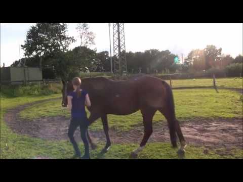 Rossini Bodenarbeit 03.09.2017