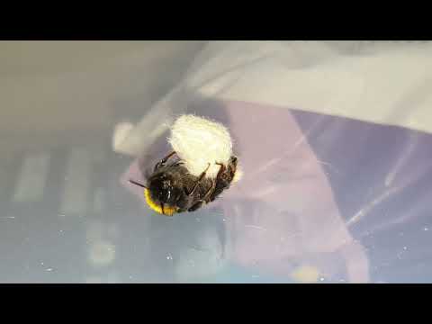 Bumble bee playing with a ball of insulation. The bee made the ball itself.