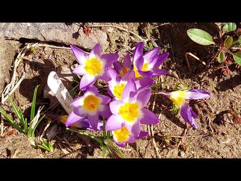 Debrecen, Botanikus kert. 2023.03.18. Full HD-video