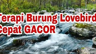 Download lagu Masteran burung lovebird kombinasi suara air mp3