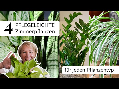 Pflegeleichte Zimmerpflanzen, die perfekt zu dir passen! Deine Pflanze passend zu deinem Pflanzentyp