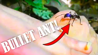 I let a very Angry Bullet Ant Crawl on my Hands- Will I Get Stung?