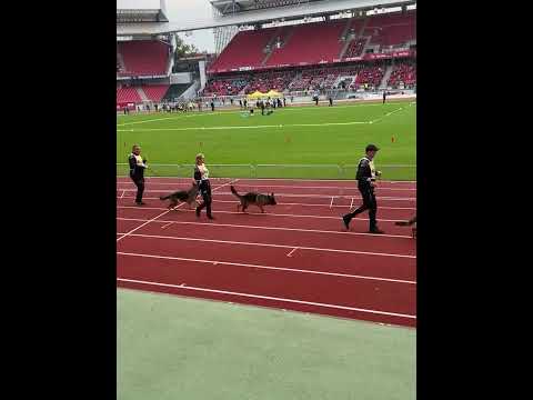 Progeny Group BSZS 2022 - VA1 Usher aus der Brunnenstraße - Nurnberg