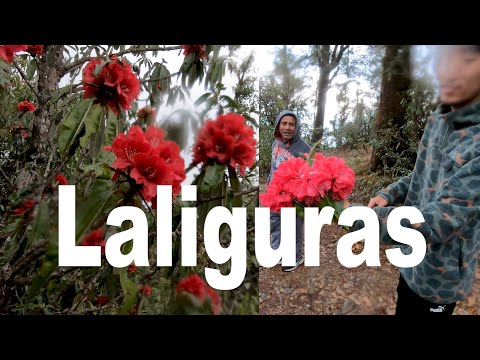 Rhododendron Arboreum Extract Powder