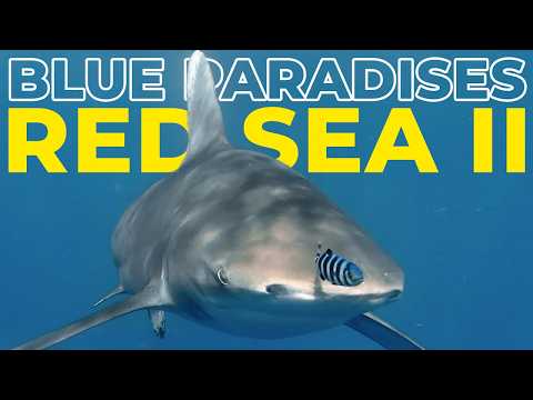 Diving THE RED SEA II - Egypt - Underwater Video 4K - BLUE PARADISES (S03)