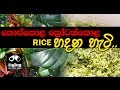 balumgala-23-01-2017