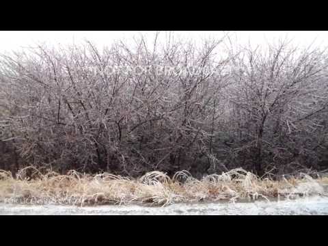 01-16-17 Beatrice, NE - Day 2 of Ice Storm