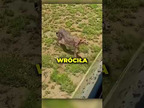 Gepardzica błagała go o pomoc! 😱