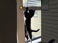 Tuxedo Cat ‍ Vs The BLINDS Feat Tuxedoboi Kiffness