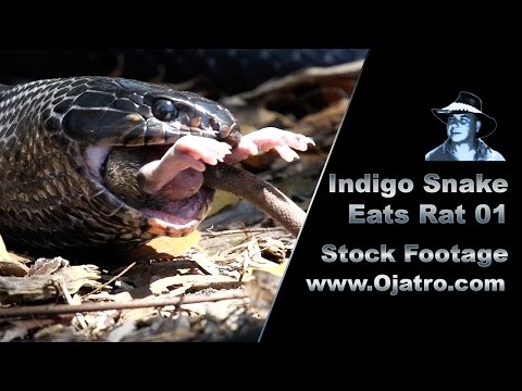 Indigo Eats Rat 01 Stock Footage