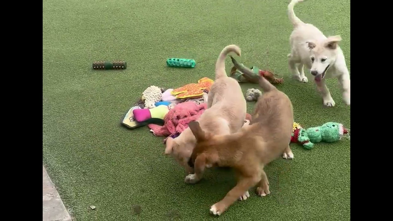 TINSEL, an adopted mixed breed in norwalk, CT video 2/6