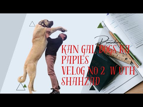 Kangal dog  and pupies. ( today shahzad velog).  Hum nay aj dogs ka pupies dekhay