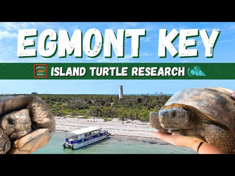 Egmont Key Turtles:  Impact after the Hurricanes. W/ Eckerd College Research Team & Hubbard's Ferry