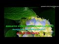 Ma Kesedo Labanne Priyanath Rathnayake SUNFLOWER