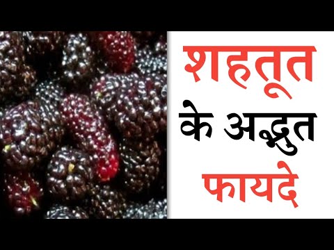 Shocking Health Benefits of Mulberry Fruit/ Shahtoot Ke Fayde