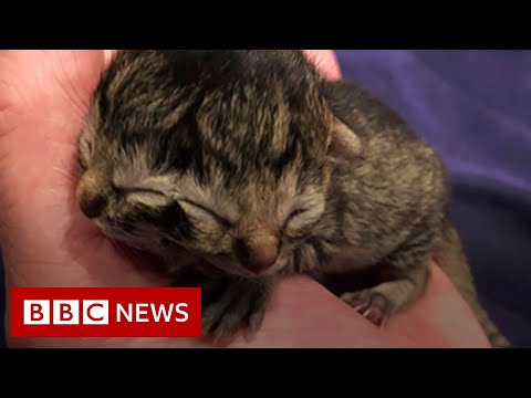 小貓出生時有兩張臉 - BBC新聞 (Kitten born with two faces - BBC News)