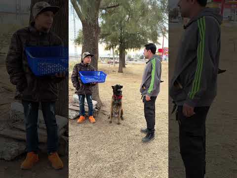 Ratero vs Malinois 😱 #perros #educacioncanina #malinois #pastorbelgamalinois #mascotas