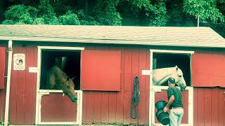 Why do horses nod their heads