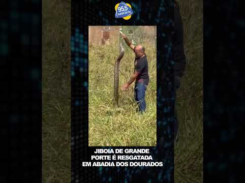 JIBOIA DE GRANDE PORTE É RESGATADA EM Abadia dos Dourados