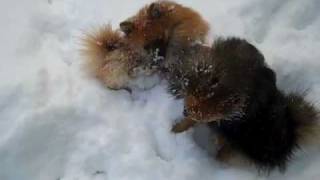 Rat Pack Poms Say LET IT SNOW