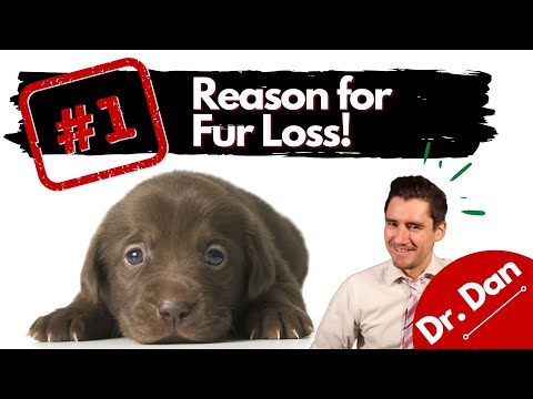 Number one reasons for fur loss in puppies.  Is your puppy losing fur?