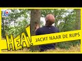 HEA: Op jacht naar de rups