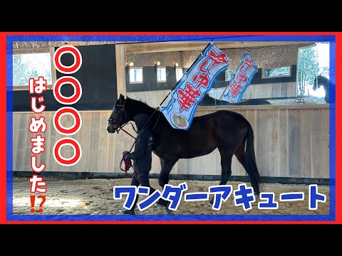 【相馬野馬追に向けて】ワンダーアキュート、旗トレ開始！&hellip;がまさかのスタート😂🚩