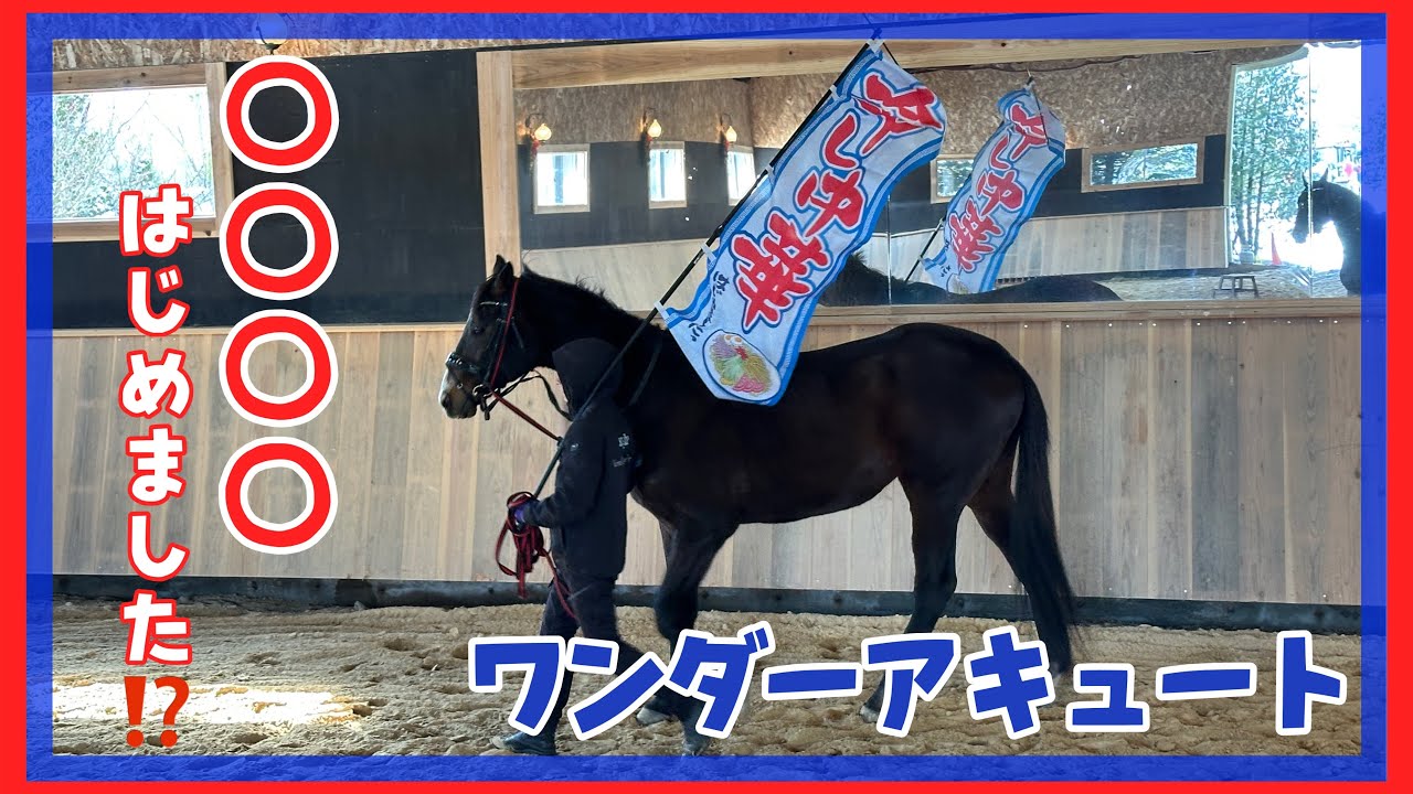 【相馬野馬追に向けて】ワンダーアキュート、旗トレ開始！…がまさかのスタート😂🚩
