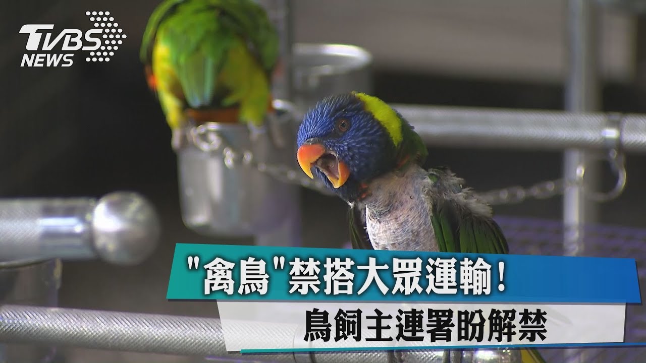 「禽鳥」禁搭大眾運輸! 鳥飼主連署盼解禁