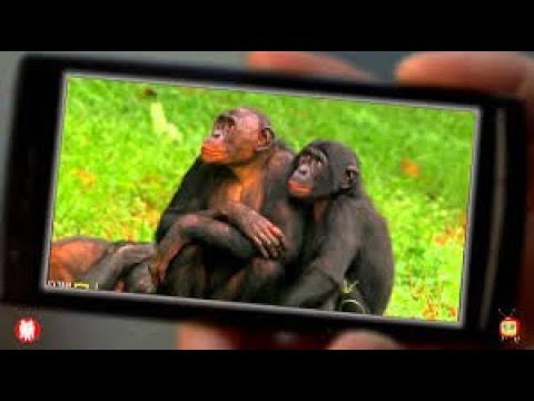 Vështrim Kritik - M.H.M - Kafshet e Cmendura