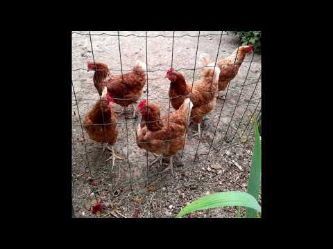 image : Samedi au jardin : Un jardin sur l'Ile Maurice