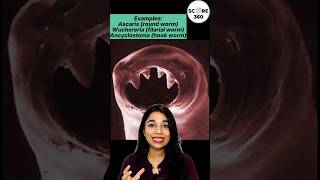 Phylum Aschelminthes | NCERT RAPID 🔥 REVISION | Animal Kingdom class 11 | NEET 2025 #neet2025 #neet