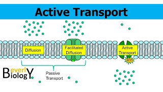 Active Transport (updated)