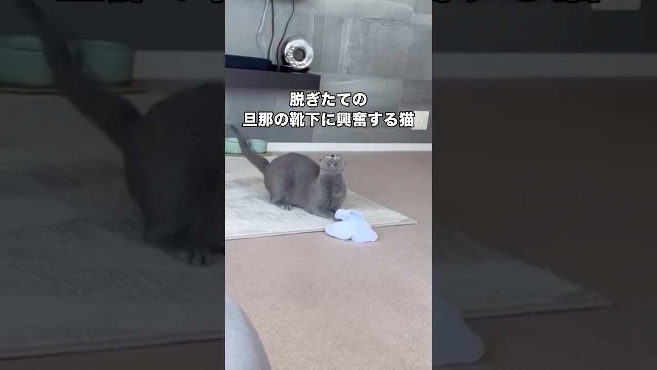 脱ぎたての旦那の靴下に大興奮するベル姉さん。靴下は臭くはなかったです😂 #ロシアンブルー #靴下猫 #足からマタタビ #shorts