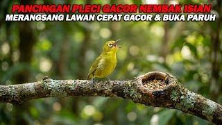 Download lagu PANCINGAN PLECI NEMBAK WIT WIT WIT CERR , MERANGSANG LAWAN IKUT NEMBAK DAN BUKA PARUH mp3