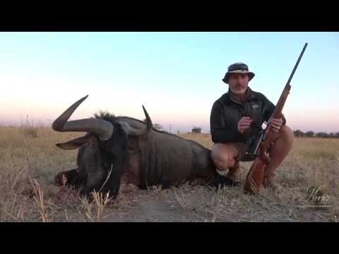 Perfect caliber for African plains and dangerous game hunting