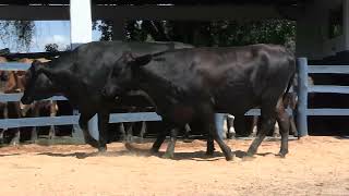 Vídeo 154 - 1ª ETAPA MEGA LIQUIDAÇÃO TOTAL AGROPECUÁRIA MARAJOARA - DIA 4 | GADO GIROLANDO E HOLANDÊS