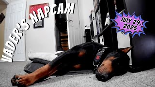 Live Chill with a Doberman 🐾😴 | Vader Cam While I Work (1 Hour+ of Relaxing Dog Vibes replay)