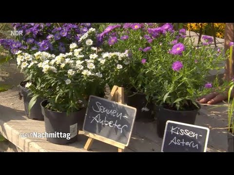 NDR My Afternoon – Perfect pair for the garden: grasses and asters
