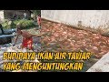 Apa Sihbudidaya Ikan Hias Dan Ikan Konsumsi
